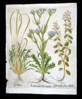 Appraisal: Basilius Besler ANTIQUE ORIGINAL HAND Title Limonium Syriacum Calamentha Angustifoliis