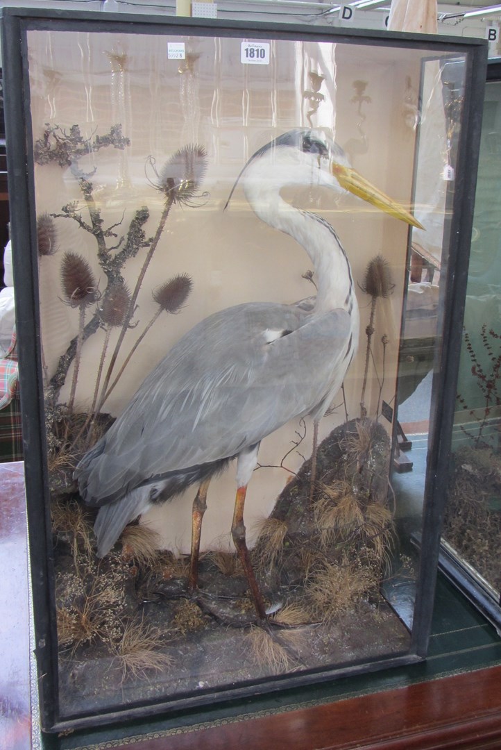 Appraisal: Taxidermy a stuffed and mounted Heron late th century set