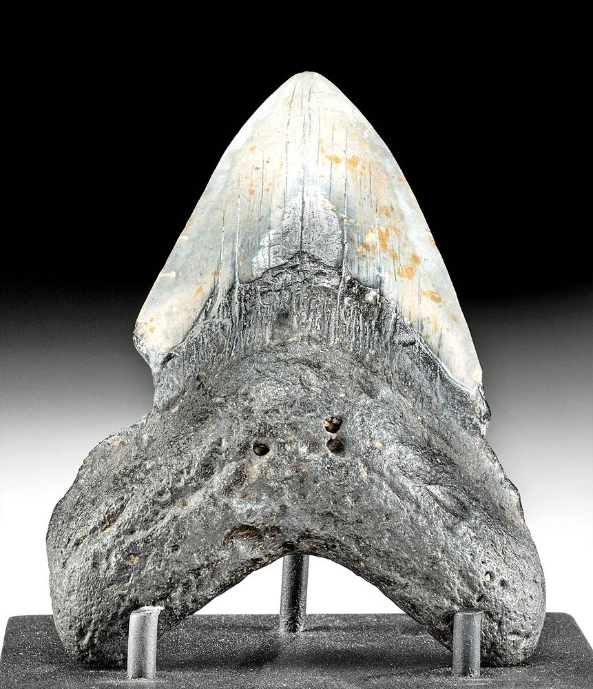 Appraisal: Lustrous Fossilized Megalodon Tooth Ancient Seas Middle Miocene to end