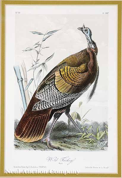 Appraisal: After John James Audubon American - Wild Turkey Male No