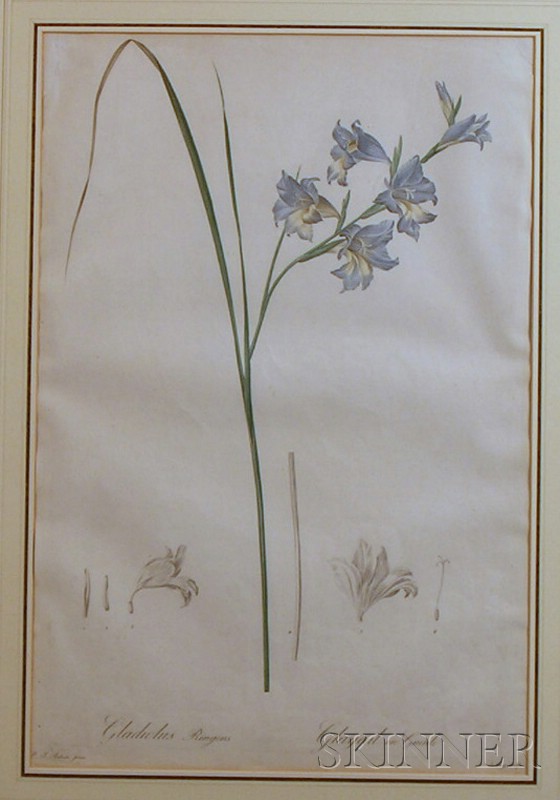 Appraisal: Botanical Illustration Redoute Pierre-Joseph - Gladiolus Ringens Blue Afrikaner from