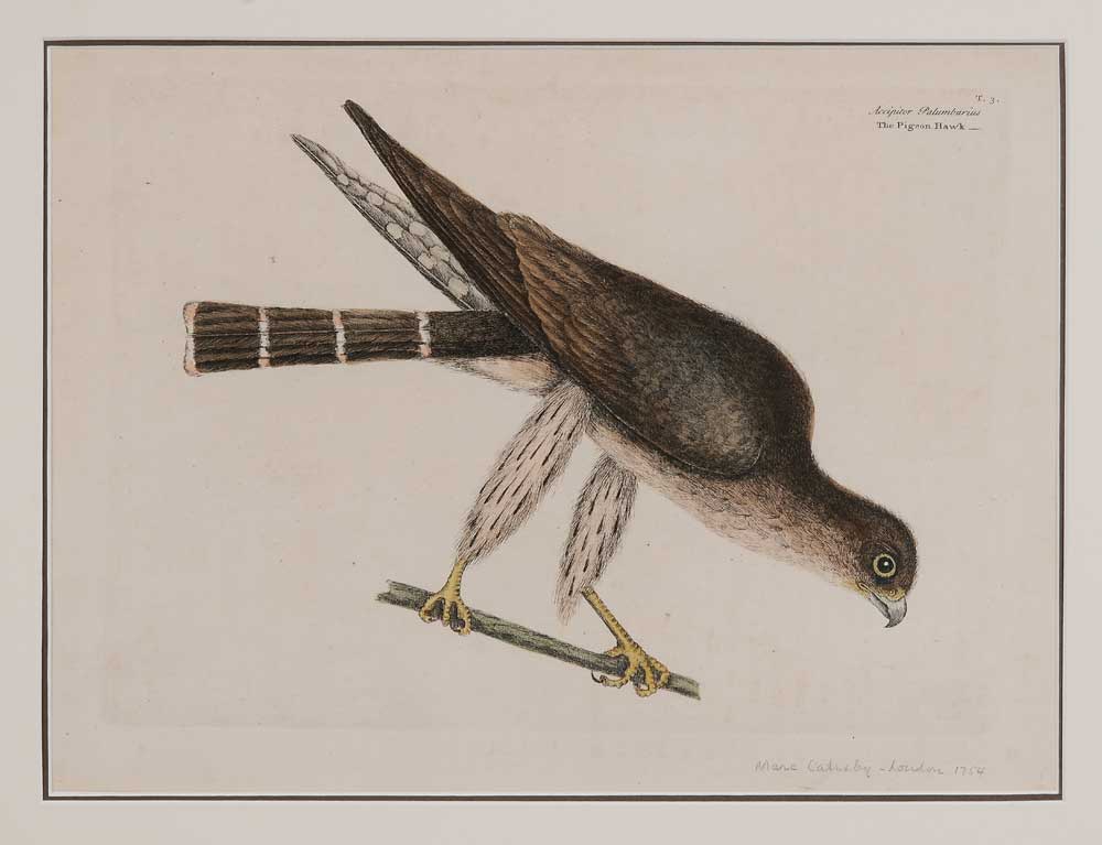 Appraisal: Mark Catesby British - The Pigeon Hawk from The Natural