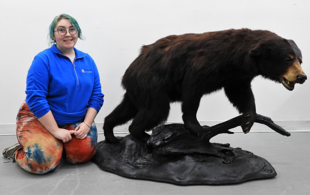 Appraisal: FULL BODY BLACK BEAR TAXIDERMY MOUNT United States th CenturyDepicts