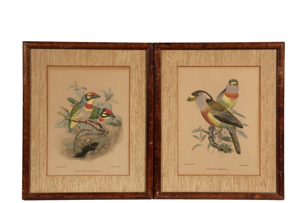 Appraisal: JOSEPH WOLF - AFTER - Two Ornithological Prints Tetragonops Ramphastinus