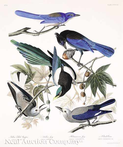 Appraisal: John James Audubon American - Yellow Billed Magpie Stellers Jay