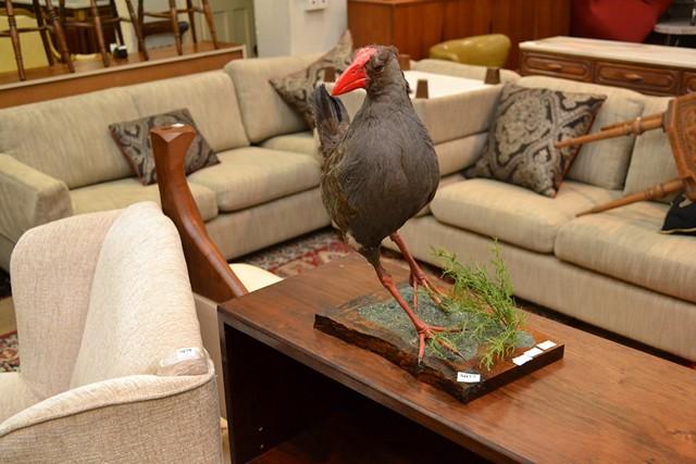 Appraisal: A TAXIDERMIED WATER HEN A TAXIDERMIED WATER HEN