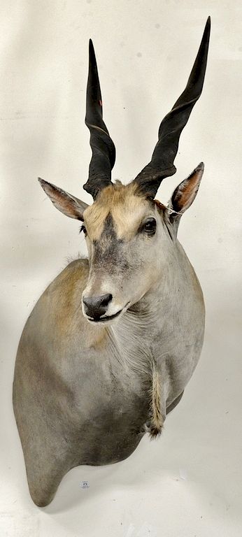 Appraisal: African Eland taxidermy trophy shoulder mount with turned neck dp