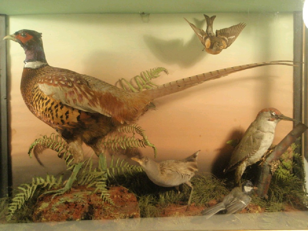 Appraisal: A glazed encased taxidermy diorama including pheasant