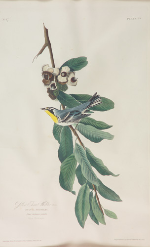 Appraisal: James W Audubon American - Yellow Throat Warbler Hand-colored engraving