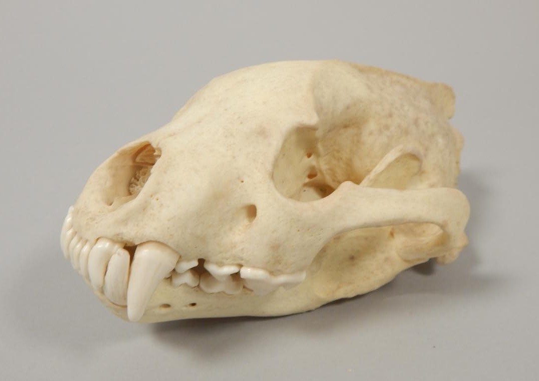 Appraisal: A wolverine skull cm long