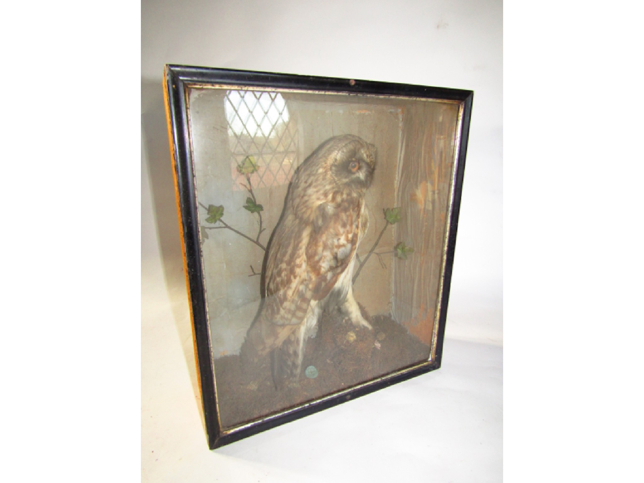 Appraisal: An antique glazed timber cased taxidermy study of a tawny