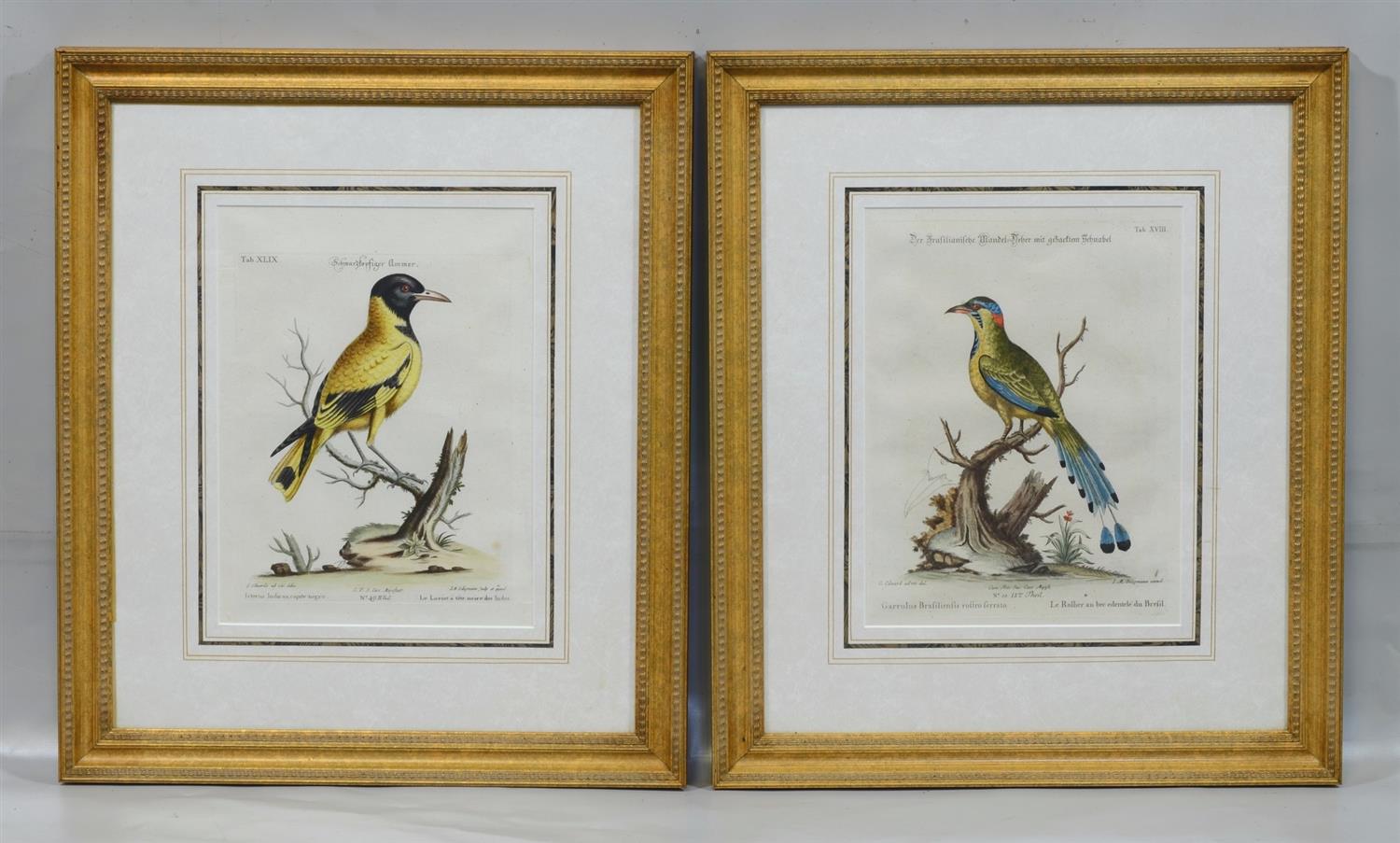 Appraisal: Pair of Johann Michael Seligmann German - hand colored engraving