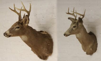 Appraisal: Two Stag's Head Hunting Trophies Together with a rack of