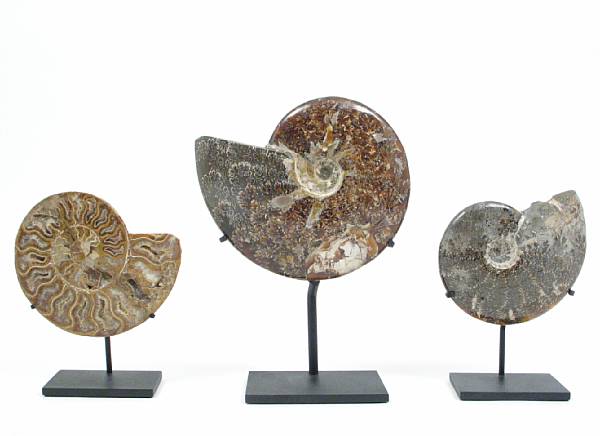 Appraisal: Group of Three Ammonites on stands Originating in Madagascar these