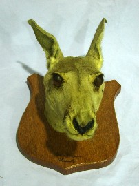 Appraisal: A taxidermy head of a Kangaroo mounted on a shield