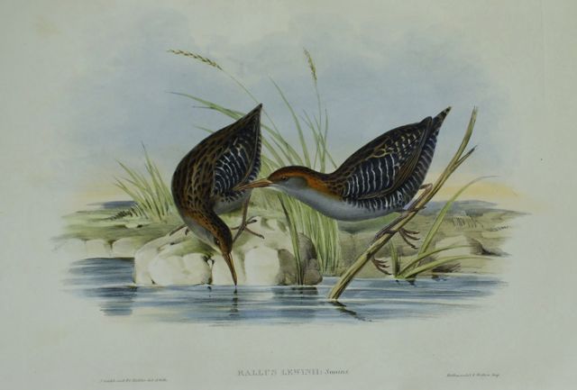 Appraisal: Lewin's Water Rail Rallus Lewinii