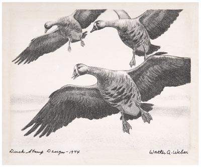 Appraisal: Weber Federal duck stamp print White-fronted Geese with accompanying stamp