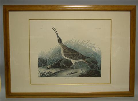 Appraisal: JAMES AUDUBON GREAT ESQUIMAUX CURLEW Color Print x in sight