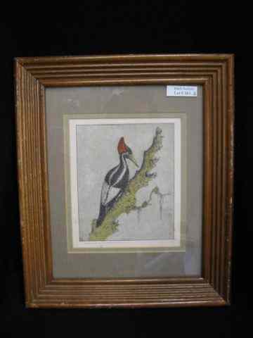 Appraisal: Benson B Moore Etching Ivory Billed Woodpeckerimage area '' x