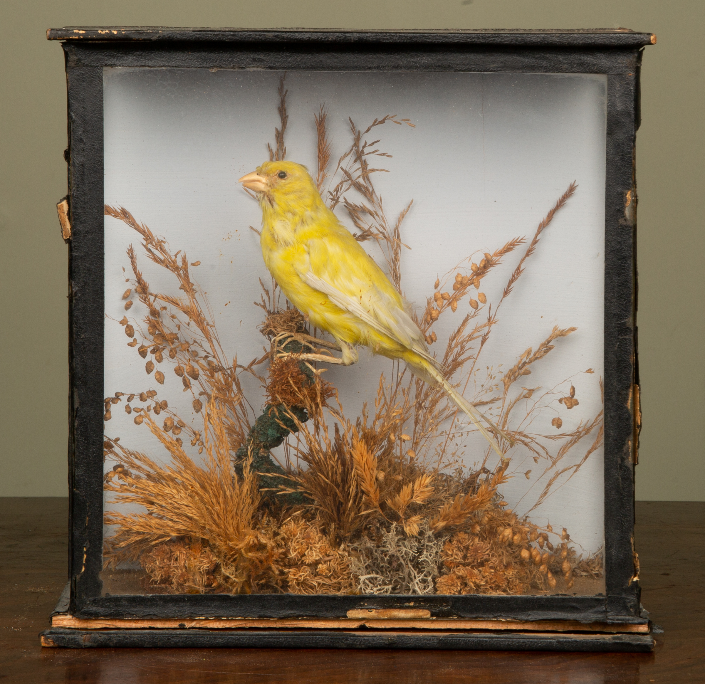 Appraisal: A Victorian preserved taxidermied yellow canary resting on a branch