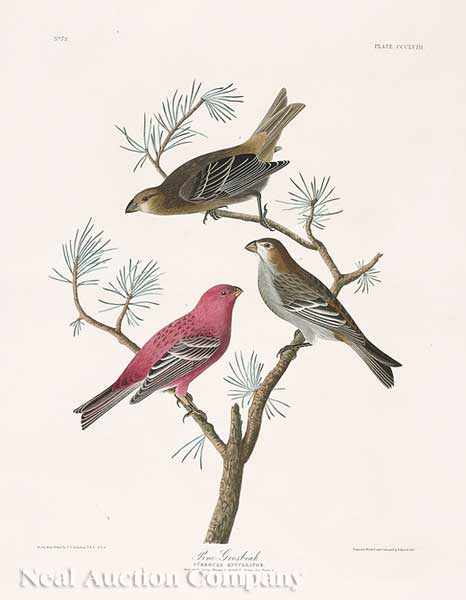 Appraisal: John James Audubon American - Pine Grosbeak Plate CCCLVIII from