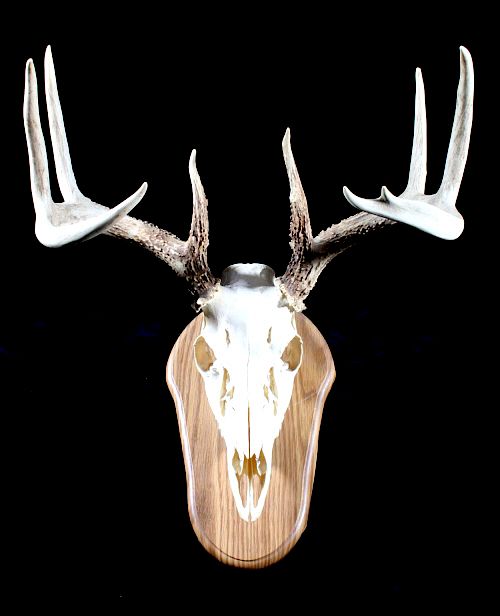 Appraisal: x European Montana Mule Deer Mount on Plaque Up for