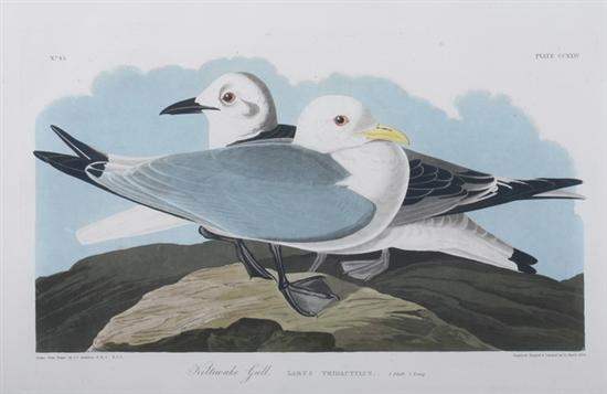 Appraisal: AFTER JOHN JAMES AUDUBON American - KITTIWAKE GULL Plate CCXXIV