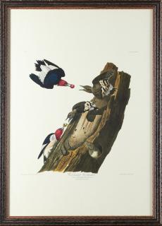 Appraisal: John James Audubon - Red-headed Woodpecker No Plate Amsterdam edition