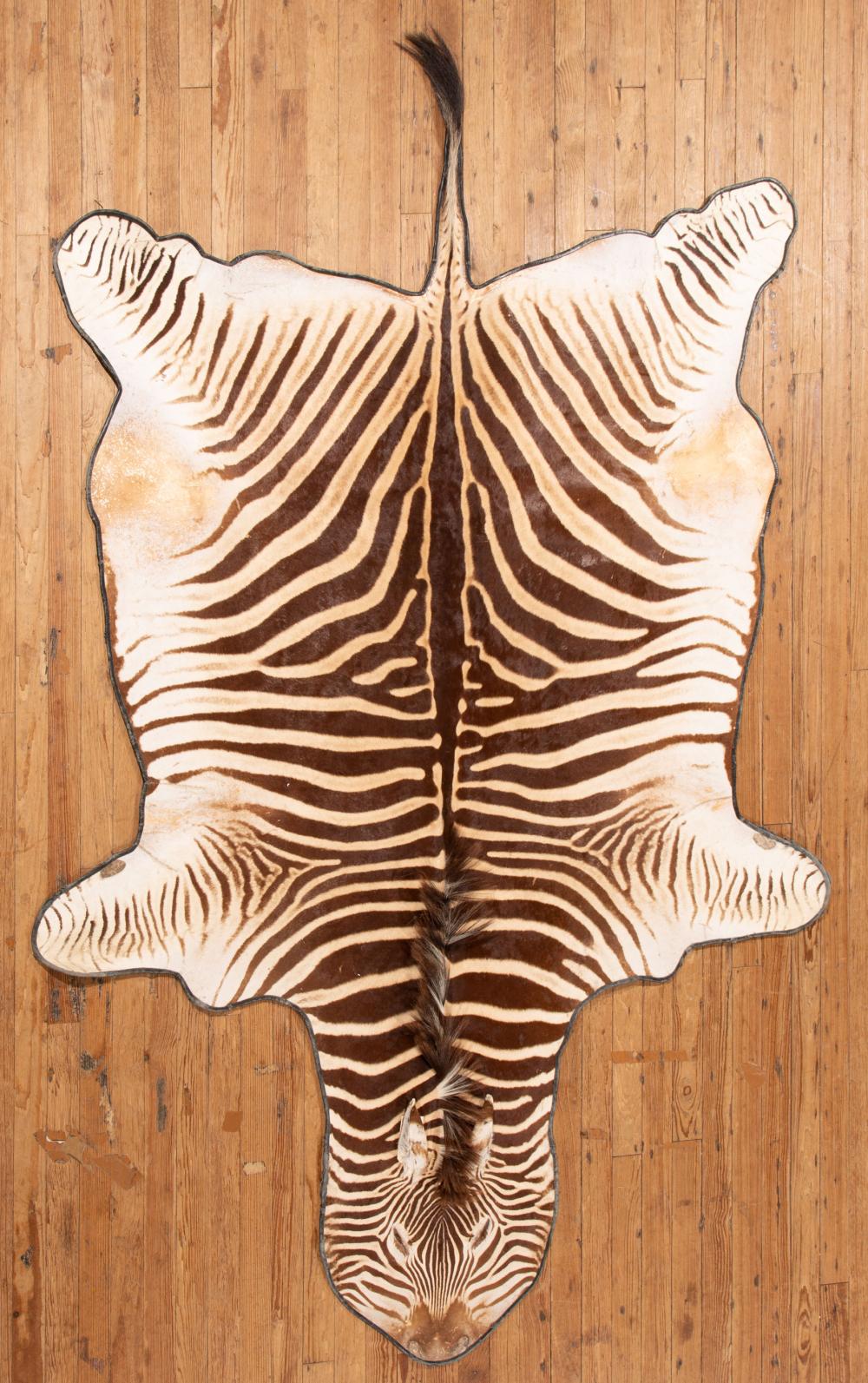 Appraisal: Zebra Skin Rug lined edge leather-wrapped ft x ft