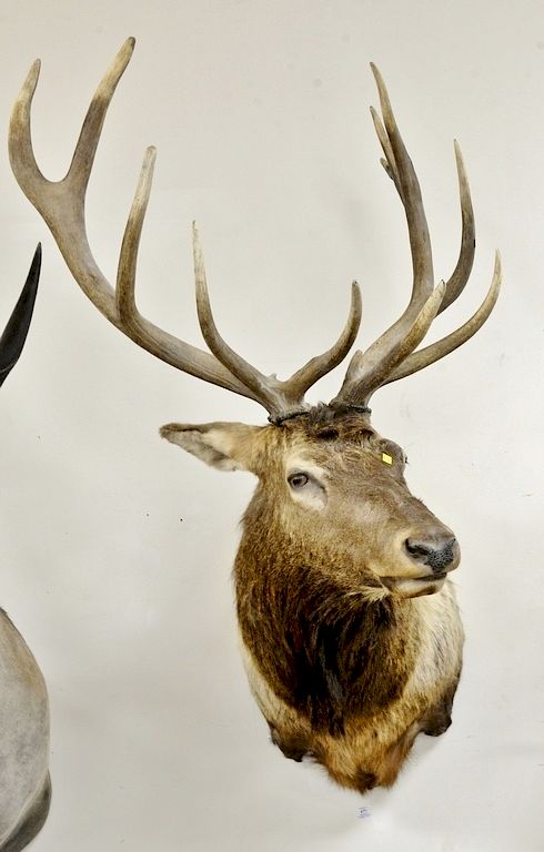 Appraisal: Large elk shoulder trophy taxidermy mount dp in Large elk