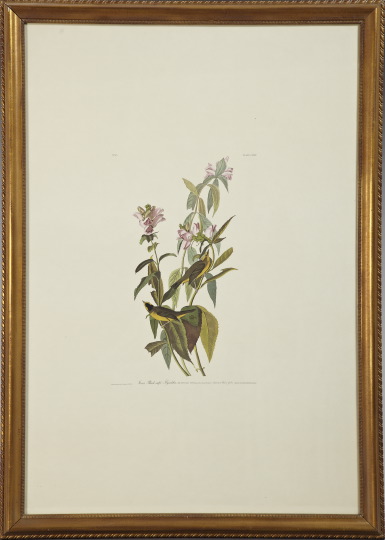 Appraisal: After John James Audubon American - Hemlock Warbler Plate CXXXIV