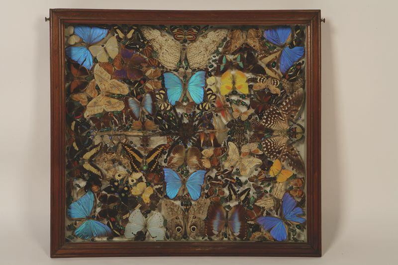 Appraisal: A GLAZED DISPLAY OF EXOTIC BUTTERFLIES SPIDERS AND OTHER INSECTS