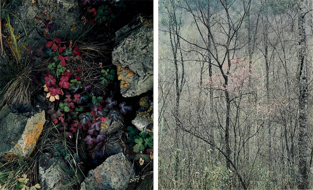 Appraisal: ELIOT PORTER American - TWO PHOTOGRAPHS Redbud Trees in Bottomland