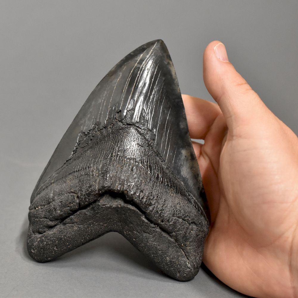 Appraisal: Black and Gray Mottled Megalodon Tooth One large megalodon tooth