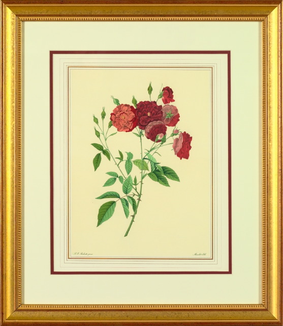 Appraisal: After Pierre J Redoute French - Rose Varieties suite of