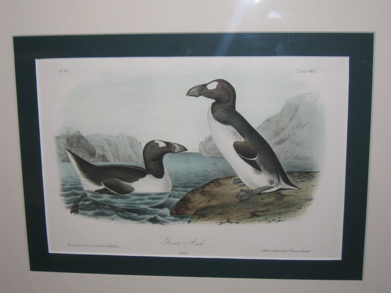 Appraisal: AFTER JOHN JAMES AUDUBON AMERICAN - GREAT AUK printed by