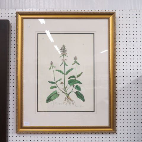 Appraisal: Botanical Print nicely matted and framed