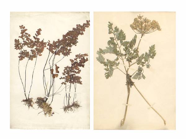 Appraisal: Six Dried Fern and other Specimens height of image in