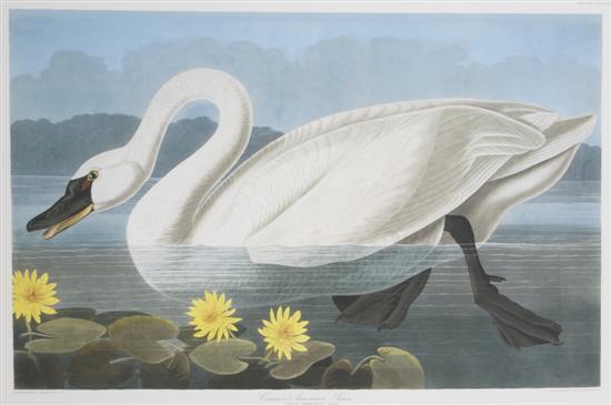 Appraisal: After J J Audubon The Common American Swan Height x