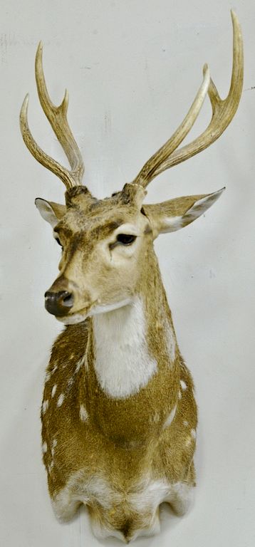 Appraisal: Two taxidermy Axis deer bucks Two taxidermy Axis deer bucks