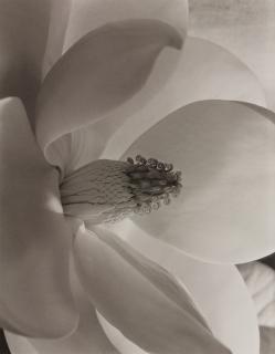 Appraisal: Photographs Imogen Cunningham lot of Imogen Cunningham American - Magnolia