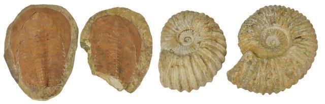 Appraisal: lot of Fossilized ammonites and trilobites specimens comprising ammonite approx