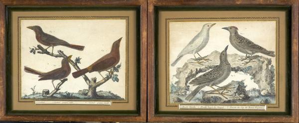 Appraisal: EARLY th C ENGRAVINGS Two French hand-tinted engravings depicting birds