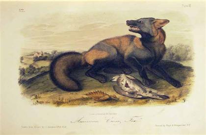 Appraisal: vols Audubon John James Bachman John The Quadrupeds of North