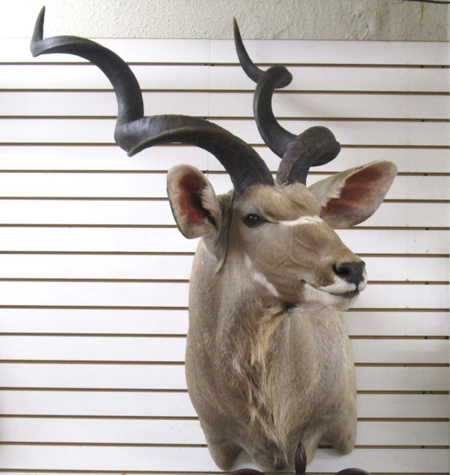 Appraisal: AFRICAN GREATER KUDU TAXIDERMY MOUNT a woodland antelope found throughout