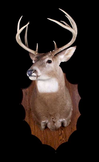 Appraisal: Montana Whitetail Deer Shoulder Trophy Mount For bidding in this