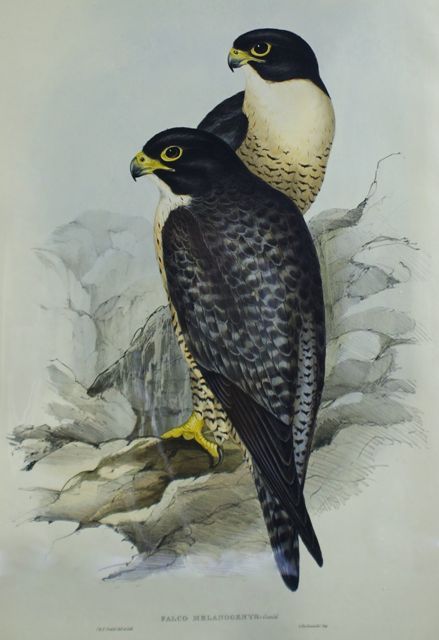 Appraisal: Black-cheeked Falcon Falco Melanogenys Lithograph by Elizabeth Gould