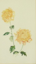 Appraisal: M Miller Yellow Chrysanthemum together with Chrysanthemum and Daffodil watercolour