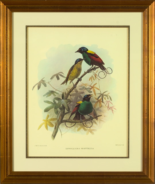 Appraisal: After Daniel Elliot American - Birds of Paradise suite of