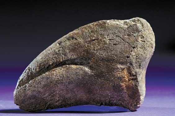 Appraisal: A RARE CAMARASAURUS FOOT CLAW Camarasaurus supremus Jurassic Morrison Formation